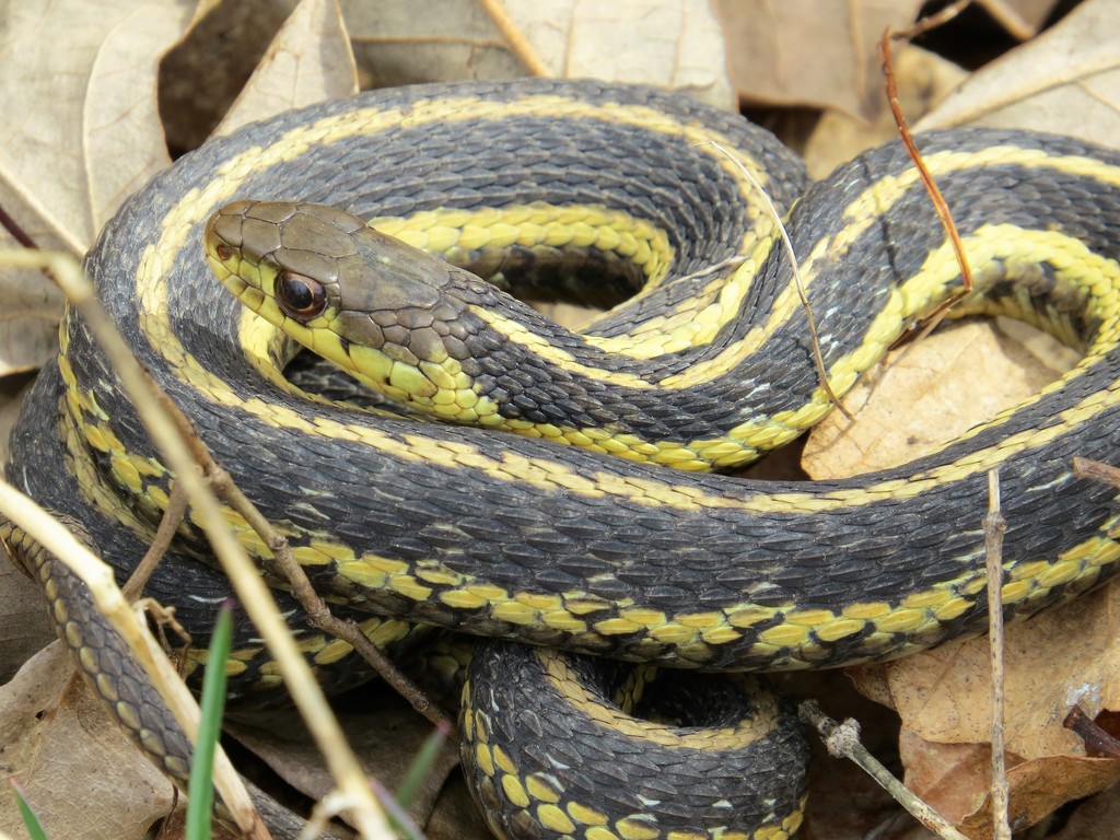 Eastern Garter Snake (The Snakes of Ontario) · iNaturalist