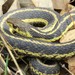 Eastern Garter Snake - Photo (c) Mike Leveille, some rights reserved (CC BY-NC), uploaded by Mike Leveille