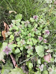 Lamium purpureum