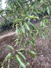 Quercus acutissima