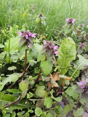 Lamium purpureum