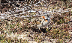 Zonotrichia capensis australis