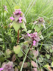 Lamium purpureum