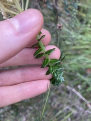 Cassinia denticulata