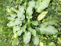 Rumex obtusifolius