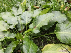 Rumex obtusifolius