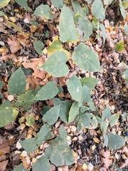 Reynoutria × bohemica