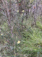 Cassinia denticulata