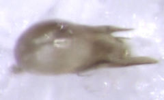 Euplectitae