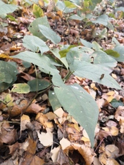 Reynoutria × bohemica