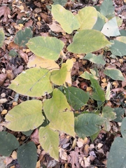 Reynoutria × bohemica