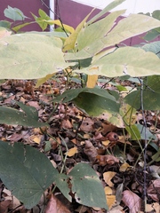 Reynoutria × bohemica