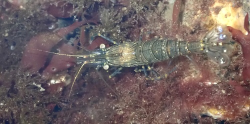 Rockpool Prawn, Grevelingen, Ouddorp, Zuid-Holland, NL, photo 9 of 10