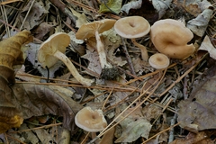 Pseudoomphalina compressipes