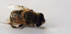Eristalis tenax