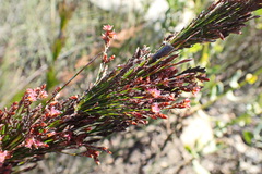 Rhodocoma capensis