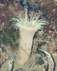 Sagartiogeton undatus image