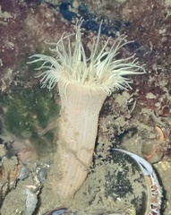 Sagartiogeton undatus