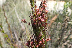 Rhodocoma capensis