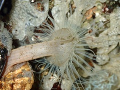 Sagartiogeton undatus