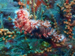 Hermodice carunculata