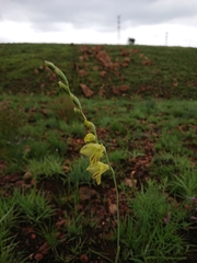 Gladiolus woodii