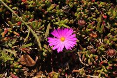 Lampranthus diutinus