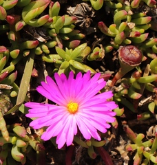 Lampranthus diutinus