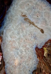Dysideidae