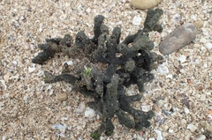 Haliclona cymaeformis