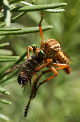 Diogmites angustipennis