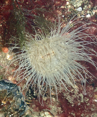 Sagartiogeton undatus