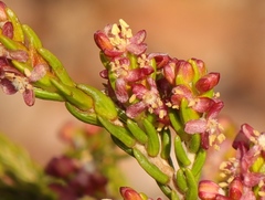 Passerina galpinii