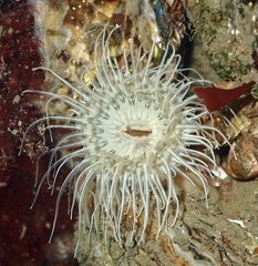 Sagartiogeton undatus