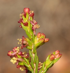 Passerina galpinii