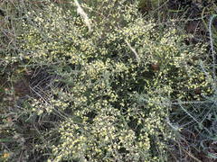 Aspalathus granulata