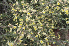 Aspalathus granulata