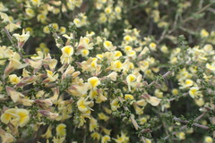Aspalathus granulata