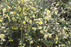 Aspalathus granulata