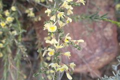 Aspalathus granulata