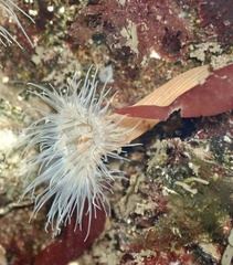 Sagartiogeton undatus