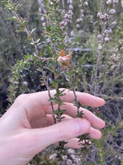 Leptospermum squarrosum