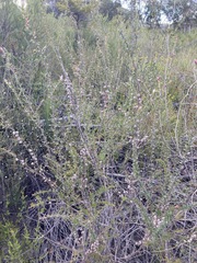 Leptospermum squarrosum