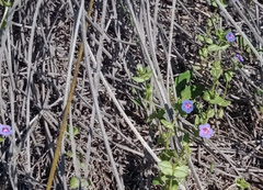 Lysimachia arvensis caerulea
