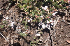 Aspalathus submissa