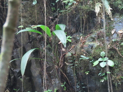 Molineria capitulata