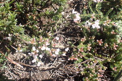 Aspalathus submissa
