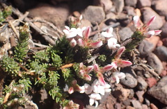Aspalathus submissa