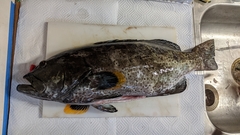 Mycteroperca venenosa