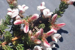 Aspalathus submissa